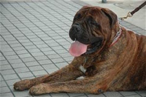 Bullmastiff Puppy Training | LoveToKnow