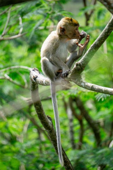 Macaca Fascicularis Monyet Kra Kera Ekor Panjang Monyet Ekor Panjang