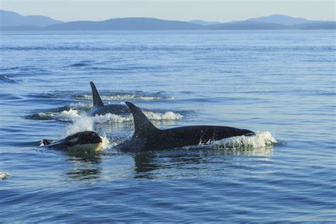 Terror en alta mar por qué las orcas han atacado a los veleros de