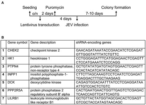 Atm Inhibitor Reduces Jev Replication A549 Cells Were Infected With