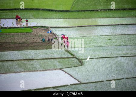 Kathmandu Bagmati Nepal 11th June 2022 A Farmer Ploughs Field