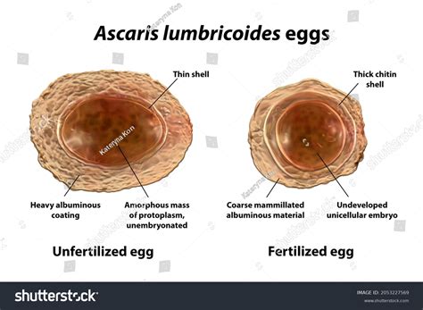 Ascaris Lumbricoides Decorticated Egg