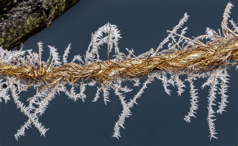 Images Gratuites Arbre Herbe De Plein Air Branche Neige Hiver