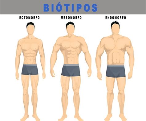 Endomorfo Dicas De Dieta E Treinos Muito Mais Resultados