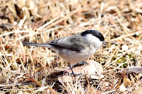 Marsh Tit Daejeon National Cemetery South Korea Jinsoo