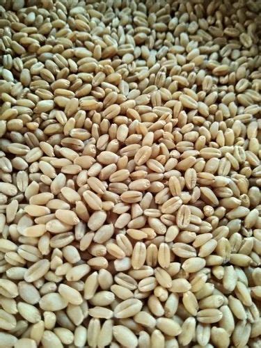 Natural Dbw 303 Wheat Seed For Food Processing Packaging Type Packet At Rs 40 Kg In Jakhalmandi