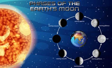 Phases of the Moon Stock Vector by ©blueringmedia 17818837