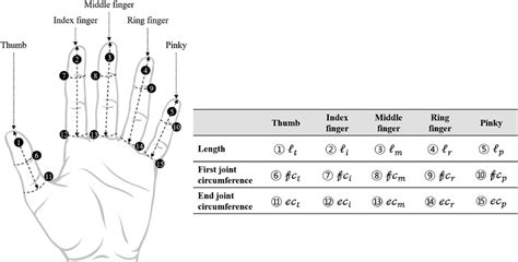 Hand Dimensions And Symbols Download Scientific Diagram