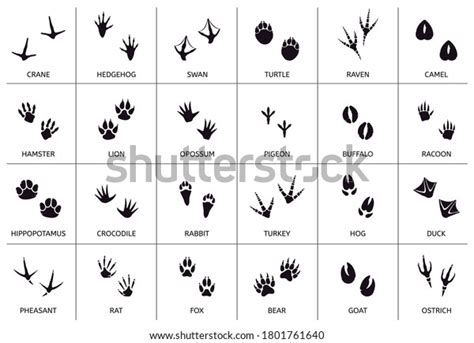 40 Opossum Track Images Stock Photos 3d Objects And Vectors Shutterstock