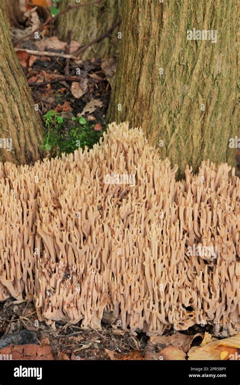 Upright Coral Fungus Ramaria Stricta Growing At The Base Of A