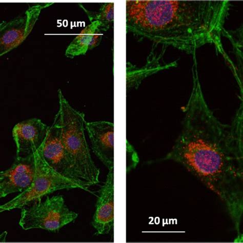 High Magnification Confocal Micrographs Of Primary Schwann Cells On