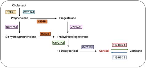 Corticosteroid Conversion Chart