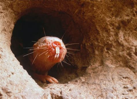 Naked Mole Rat