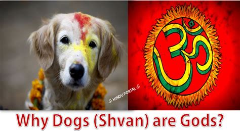 Why Dogs Shvan Are Gods A Major Belief In Hinduism