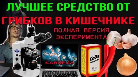 Лучшее средство от грибков в кишечнике. Полная версия эксперимента под ...