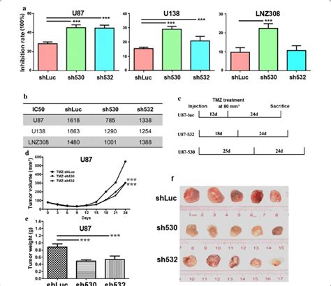 Downregulation Of Skp2 Sensitized Glioma Cells To Tmz A After Skp2 Download Scientific Diagram