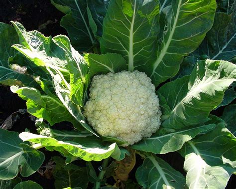 Gardensonline Brassica Oleracea Botyritis