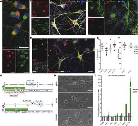 Efficient Generation Of Lower Induced Motor Neurons By Coupling Ngn