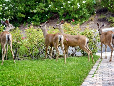 Deer Resistant Flowering Shrubs