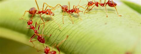 Fire Ants Control - Omni Pest Control