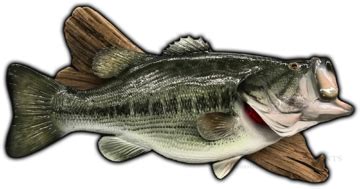 Largemouth Bass Fish Mounts & Replicas by Coast-to-Coast Fish Mounts 