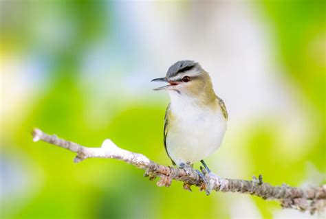 Guide To Birds In West Virginia Must See Birds In The Mountain State