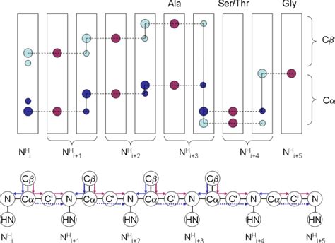 Triple Resonance Backbone Assignment Protein Nmr