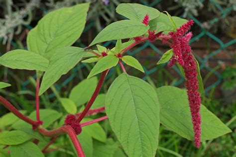 Амарант хвостатый (много фото) - treepics.ru