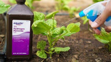 10 Important Reasons To Use Hydrogen Peroxide In The Garden