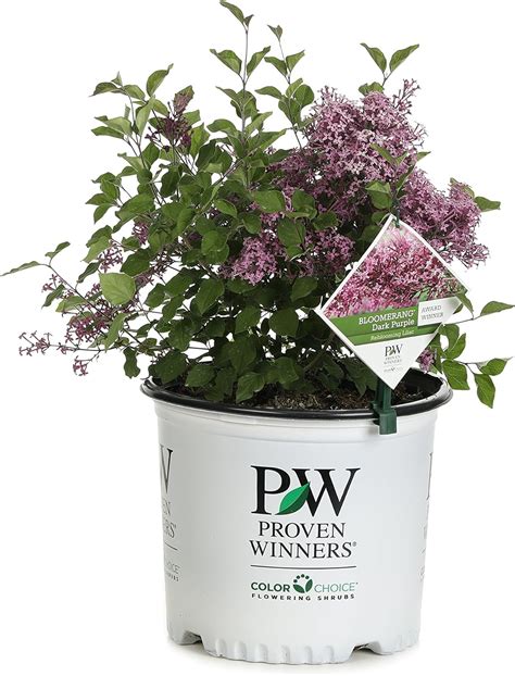 Bloomerang Dark Purple Reblooming Lilac Syringa Live Shrub Purple