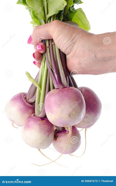 Hand Holding A Bunch Of Fresh Turnips Stock Image Image Of Vegetable