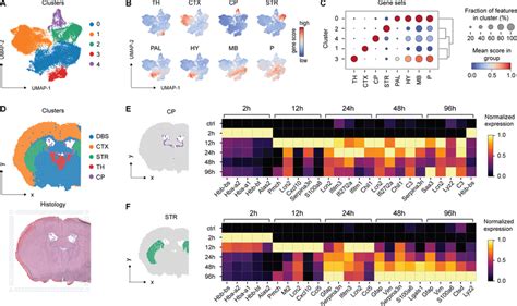 Spatiotemporal Differential Gene Expression After Striatal Whole Blood