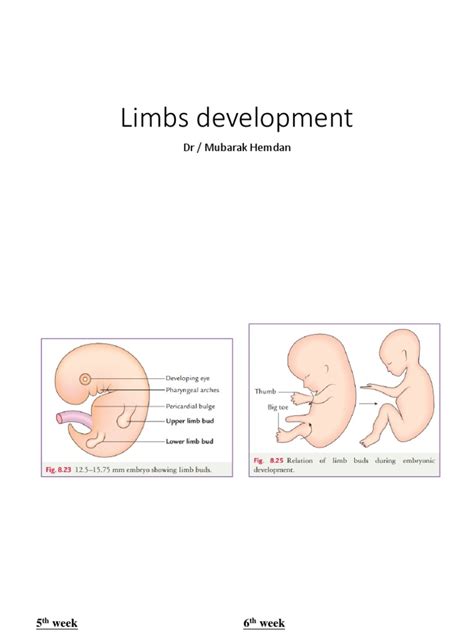 Limbs Development Pdf