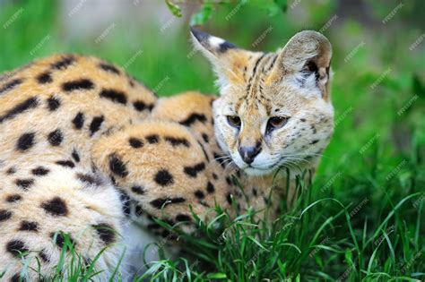 Premium Photo Serval Cat Felis Serval Walking In The Natural