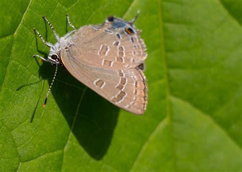 Hickory Hairstreak From Montr Al On July At Pm By Tom