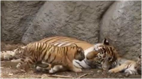 This adorable viral video of a tigress and her cubs will make you smile ...