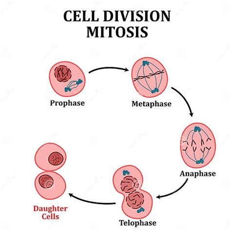 Cell Division Stages Of Mitosis Stock Illustration Illustration Of Vector Cell 258453316