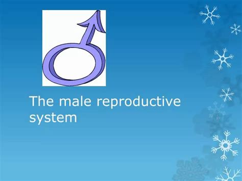 Ppt The Male Reproductive System Powerpoint Presentation Free