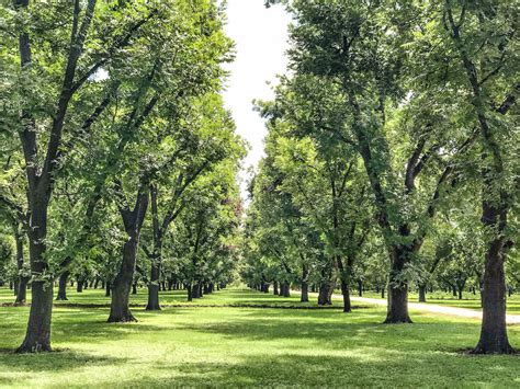 East Texas Pecan Grower Says Wet Spring Hit Areas Crop Local News