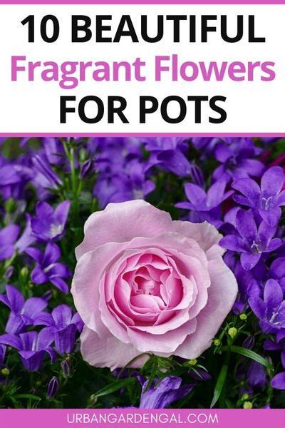 10 Fragrant Flowers For Containers | Fragrant flowers, Flowers ...