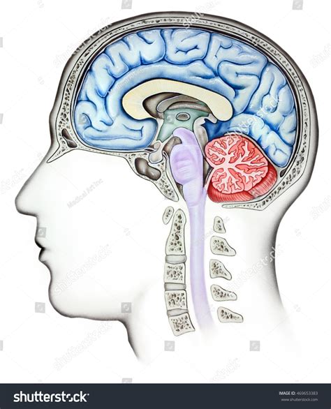 2 941 Brain Anatomy Side View Images Stock Photos Vectors Shutterstock