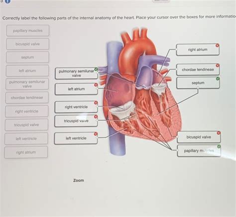 Solved Correctly Label The Following Parts Of The Internal