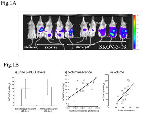 Development Of An Advanced Orthotopic Model Of Ovarian Cancer In Mice