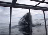 Monster Great White Shark Breaches Metres From Divers In Cage Daily