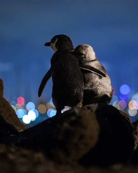 Photographer Catches Penguins Comforting Each Other As They Admire