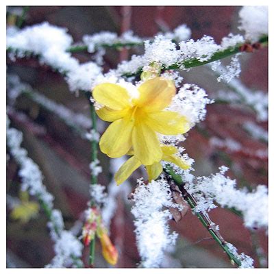 Winter Jasmine: Dependable, Uncommon - by Steve Huddleston - Neil ...