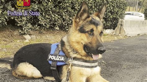 La Storia Di Ares Da Trovatello A Cane Poliziotto La Stampa