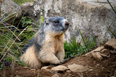 Marmot Mammal Species - Free photo on Pixabay