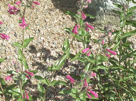 Find plants - Hill Country Penstemon