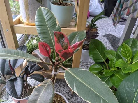 How To Make A Rubber Plant Bushy Tips To Prune For Success